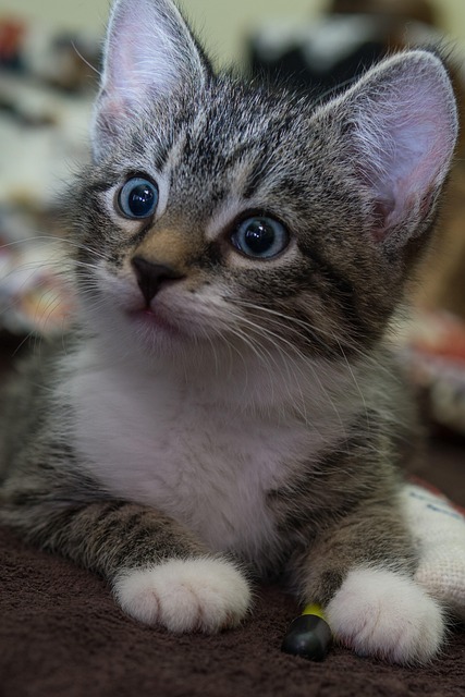 Sarah Everett tweet media