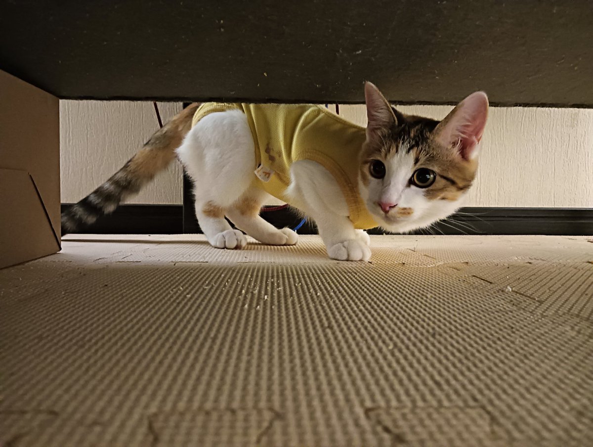 セルゥゥゥゥァァァァァ tweet media