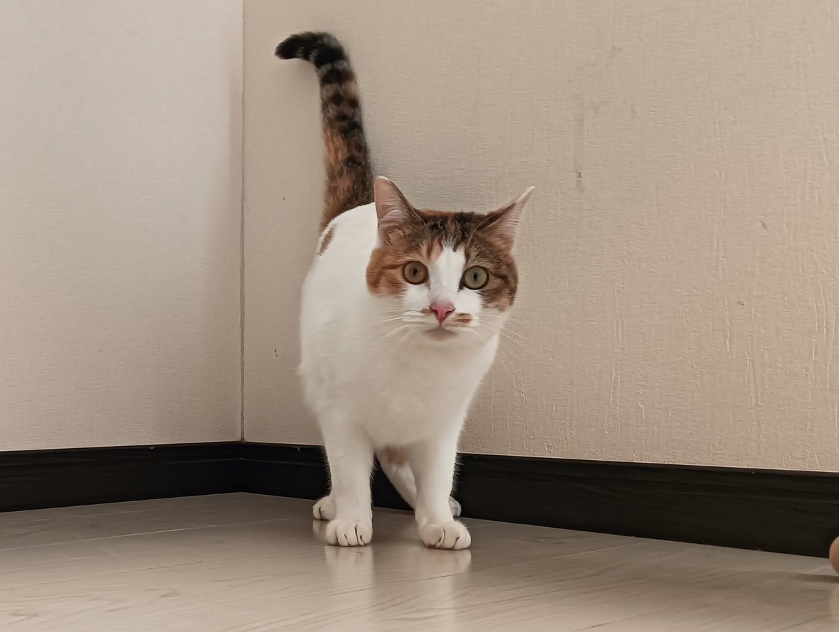 セルゥゥゥゥァァァァァ tweet media