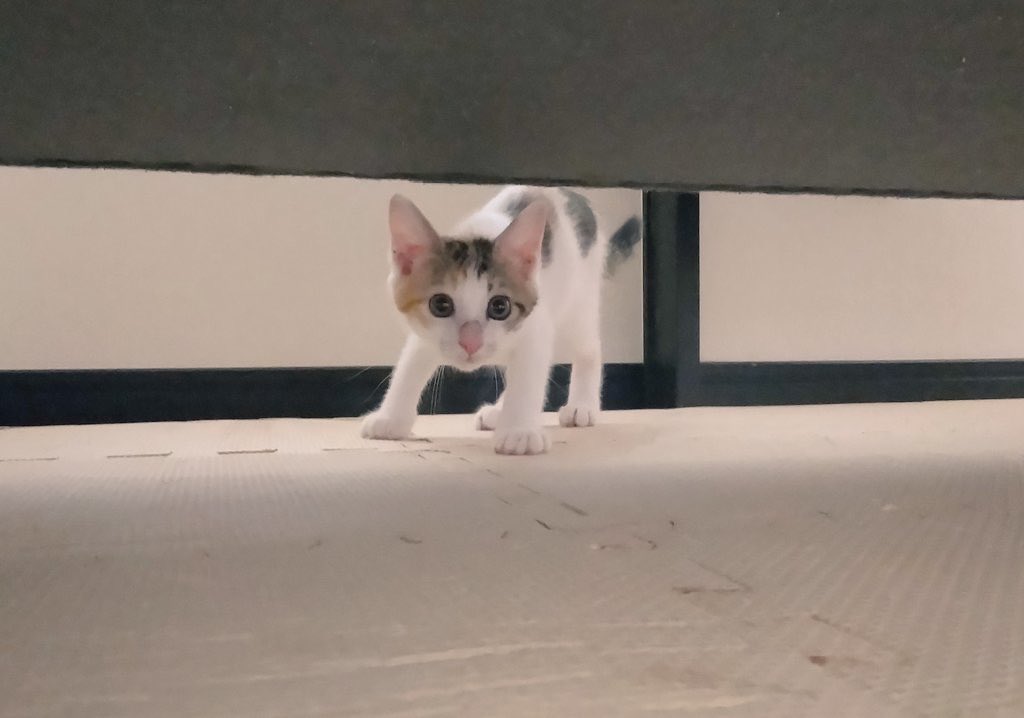 セルゥゥゥゥァァァァァ tweet media