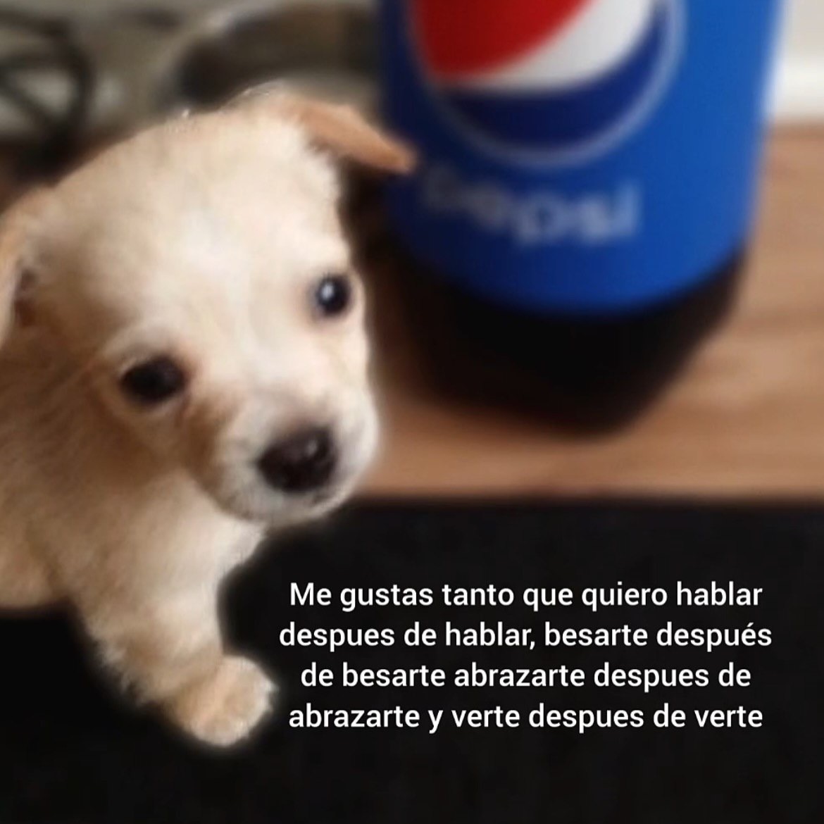 Mundo de Bigotes tweet media