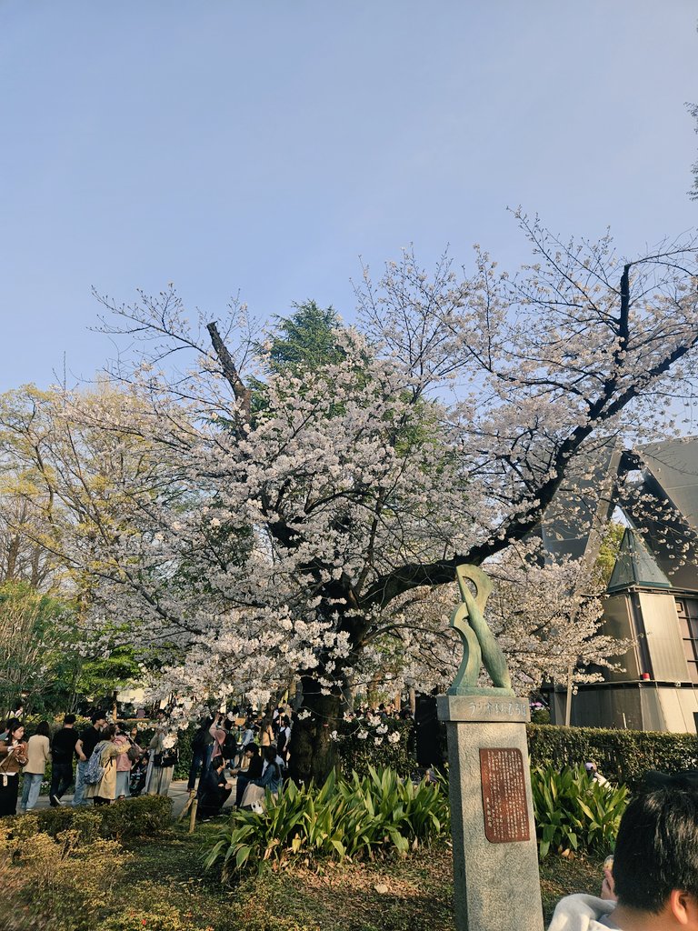 桜花(山登り大好き芸人🗻/駄洒令子🌸) tweet media