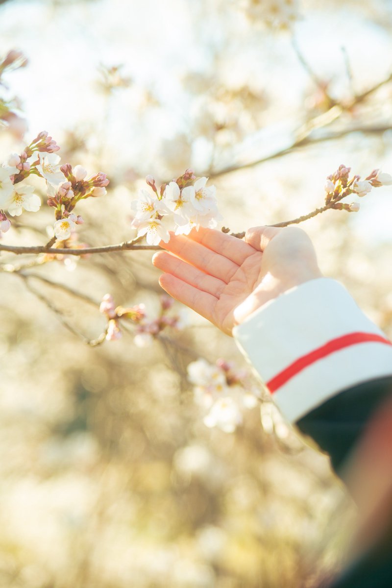 meimy7111's tweet image. ❀.*･ﾟ❀.*･ﾟ❀.*･ﾟ

                  cc SAKURA｜CLEAR card

Photo @krage_lib