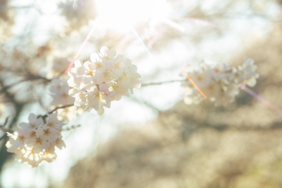 meimy7111's tweet image. ❀.*･ﾟ❀.*･ﾟ❀.*･ﾟ

                  cc SAKURA｜CLEAR card

Photo @krage_lib