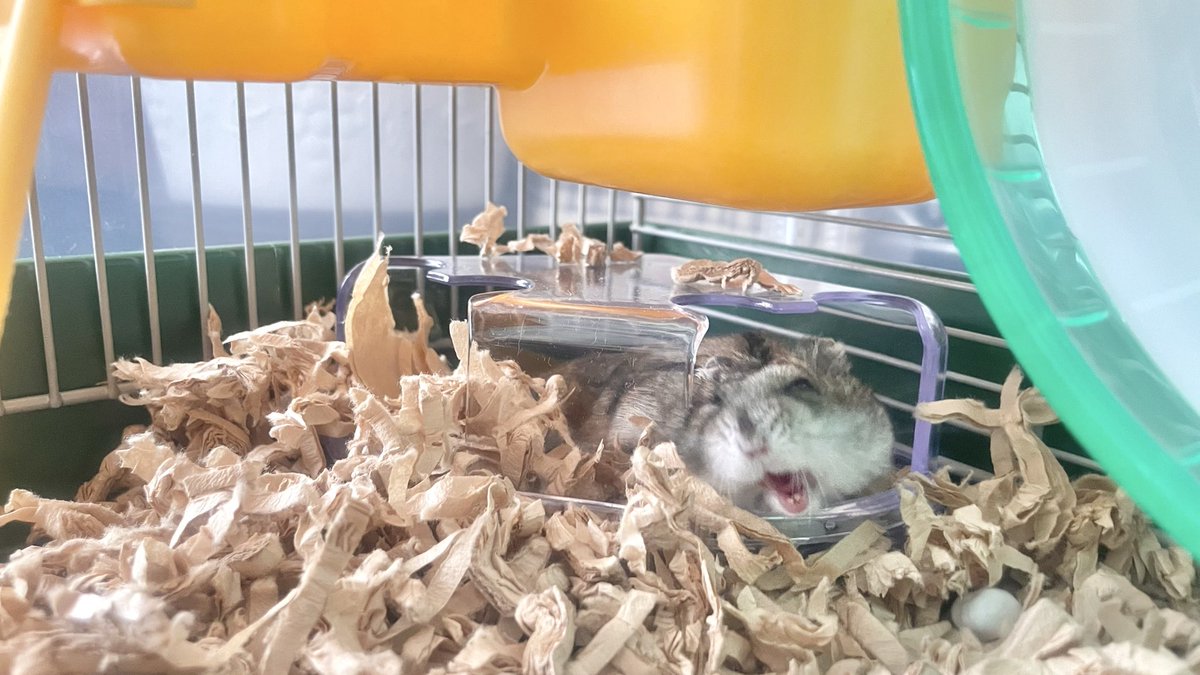 あやか tweet media