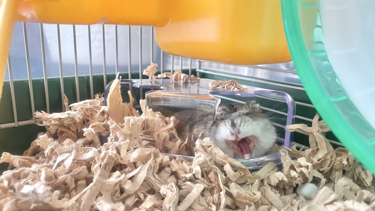 あやか tweet media