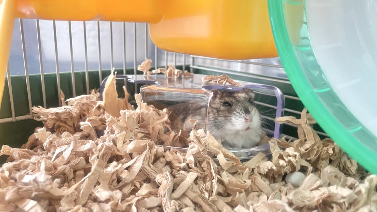 あやか tweet media