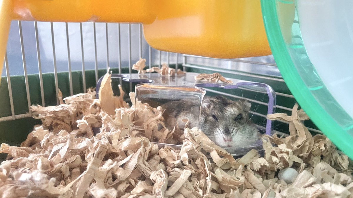 あやか tweet media