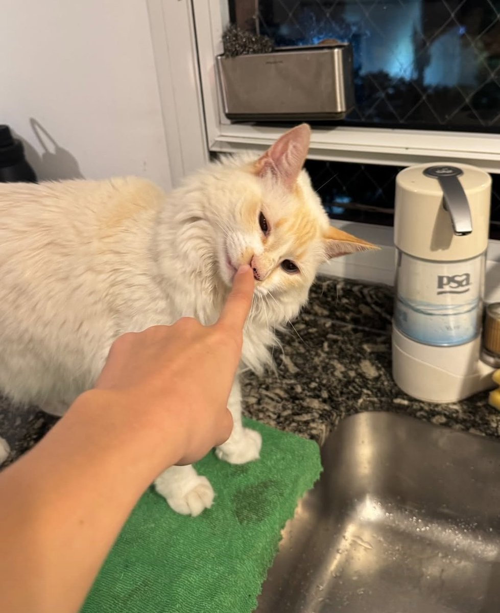 more𓆝 tweet media