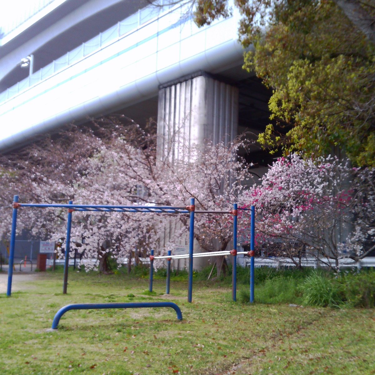 encorewat's tweet image. #トイカメラ 楽しい❣️置いとくだけでもオモロい😃 せっかくだから舞子駅前の桜をパチリ🌸 おやこんなところにジジが‼️🐈‍⬛

Just having a #ToyCamera is fun❣️ I snapped a picture of the cherry blossoms in front of Maiko Station.🌸 Oh, look, there's Jiji here‼️🐈‍⬛

#渡辺邦孝 #chuzhao