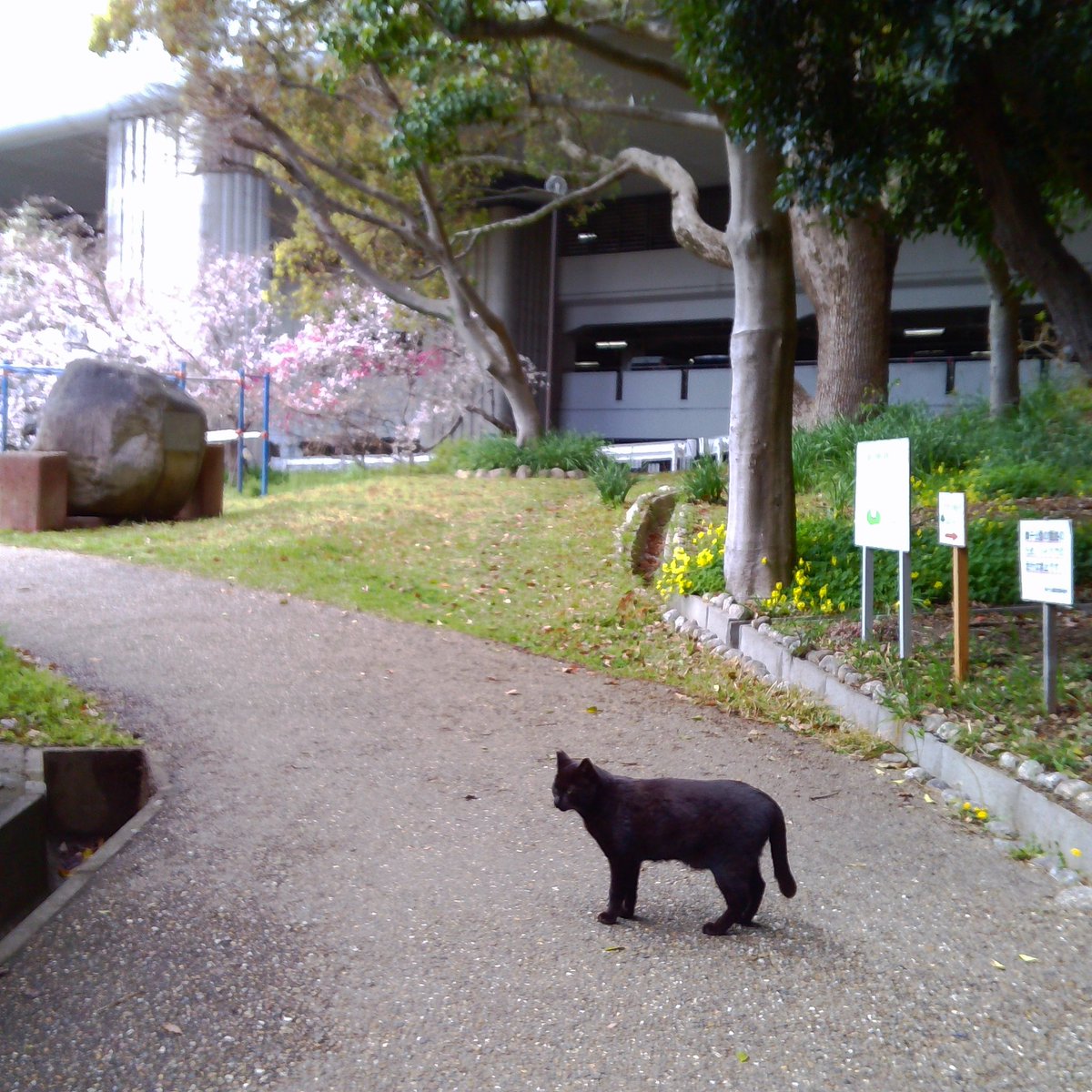 encorewat's tweet image. #トイカメラ 楽しい❣️置いとくだけでもオモロい😃 せっかくだから舞子駅前の桜をパチリ🌸 おやこんなところにジジが‼️🐈‍⬛

Just having a #ToyCamera is fun❣️ I snapped a picture of the cherry blossoms in front of Maiko Station.🌸 Oh, look, there's Jiji here‼️🐈‍⬛

#渡辺邦孝 #chuzhao