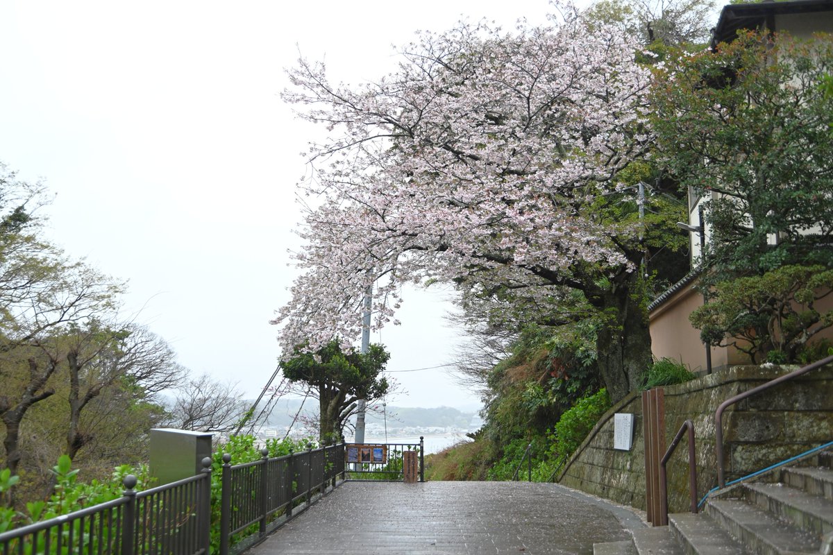 鎌倉市観光協会 tweet media