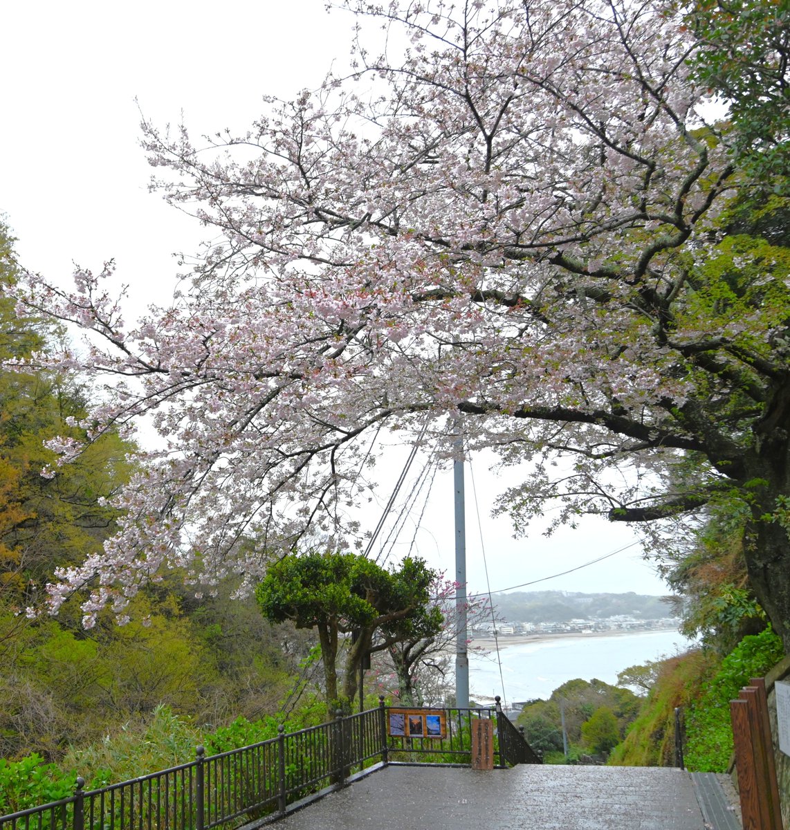 鎌倉市観光協会 tweet media