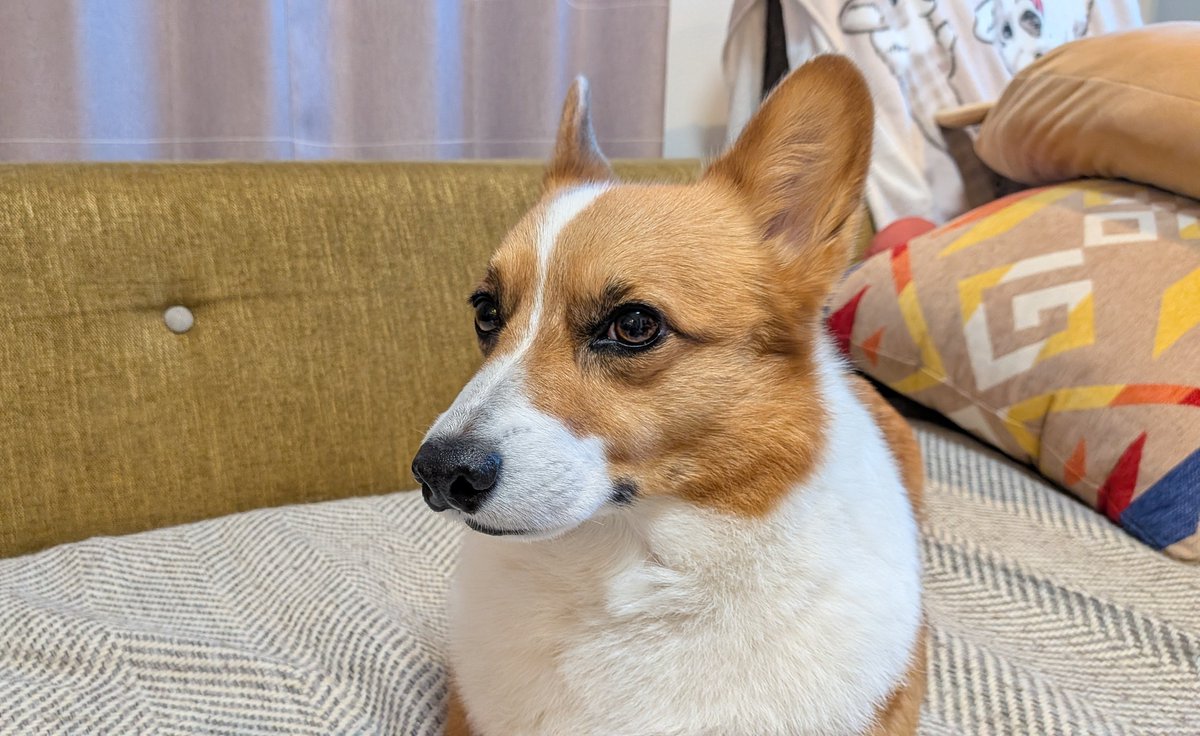 コーギーめるぱる🍎めぐすけ tweet media