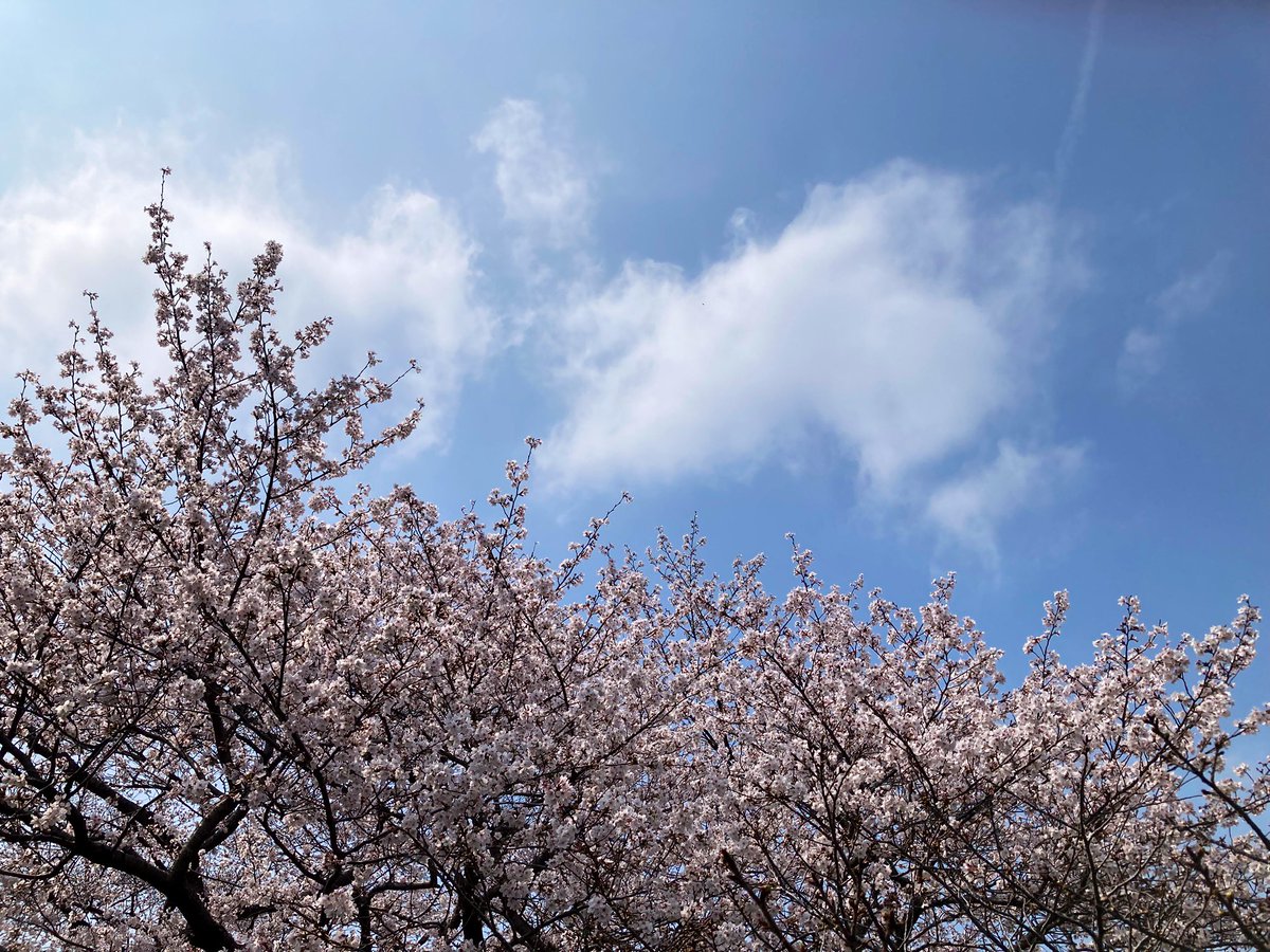 SKTNane's tweet photo. 晴れ間の見えた日に花見散歩。(入間川土手)🌸🚶‍♂️ https://t.co/xouUZfFSgN