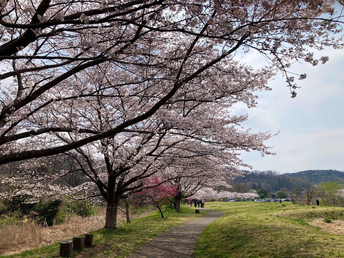 SKTNane's tweet photo. 晴れ間の見えた日に花見散歩。(入間川土手)🌸🚶‍♂️ https://t.co/xouUZfFSgN