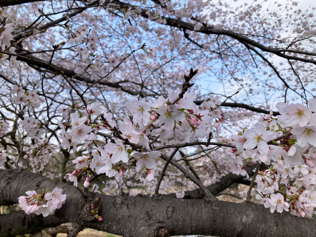SKTNane's tweet photo. 晴れ間の見えた日に花見散歩。(入間川土手)🌸🚶‍♂️ https://t.co/xouUZfFSgN