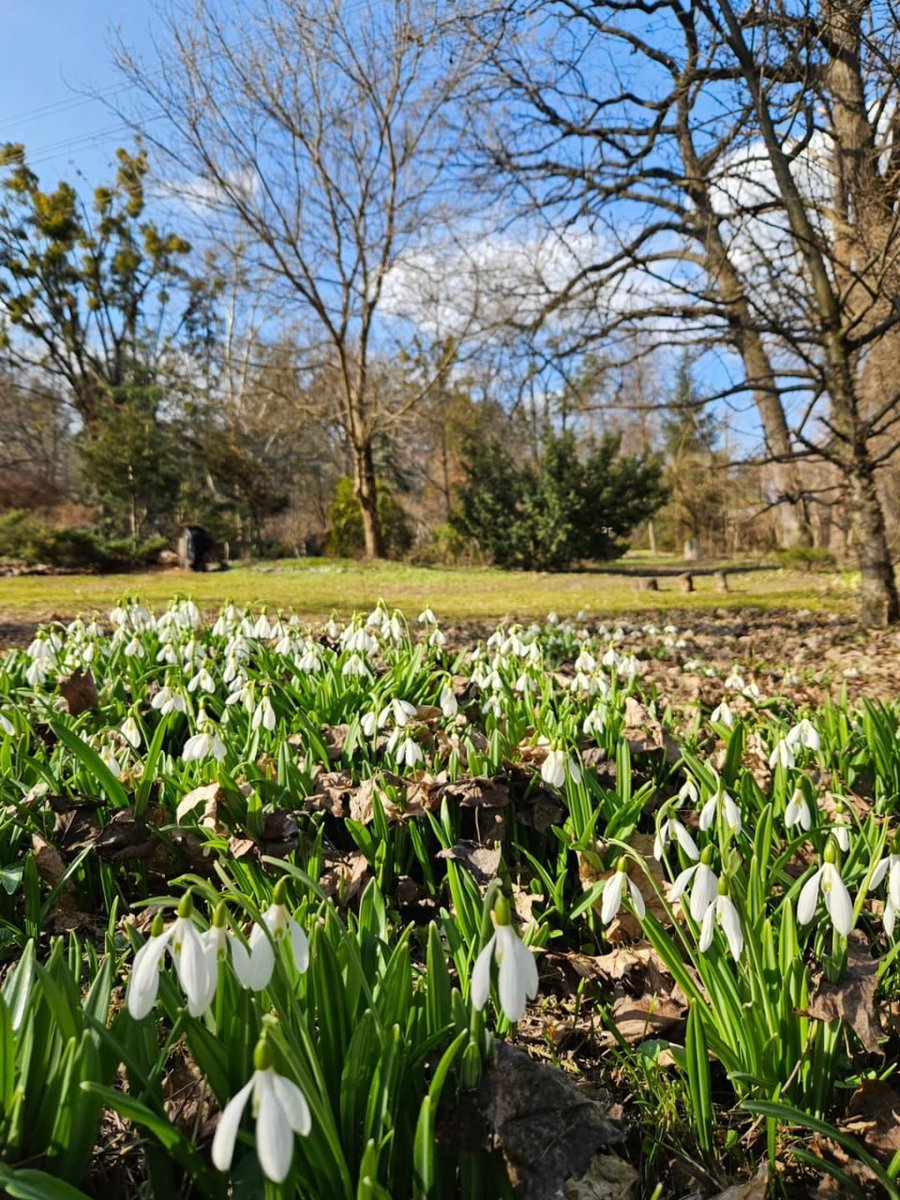 DigitalArtKyiv's tweet photo. Spring in Kyiv is poetry written in white petals. They touch the heart just like tender words spoken at the right moment. #SpringPoetry #KyivBlooms #HeartTrembles #BeautyThatUnites #SpringInspires https://t.co/nJQHHunzmt