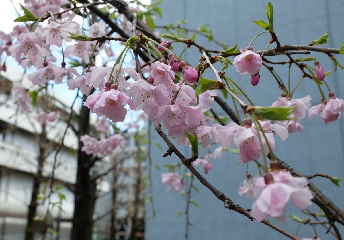 東京経済大学地域連携センター tweet media
