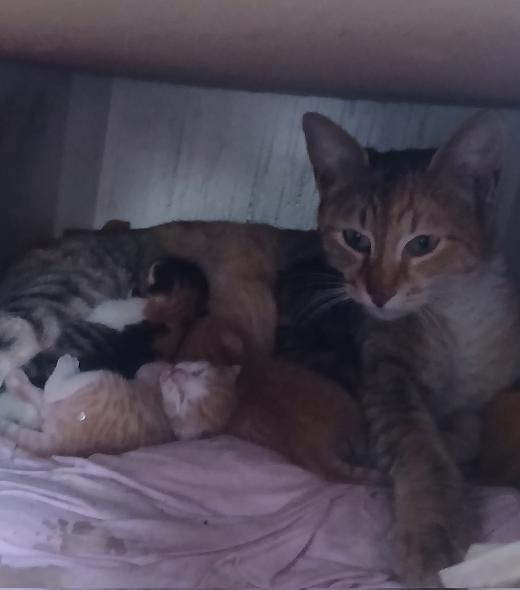 Neslihan dmr 🌼 tweet media