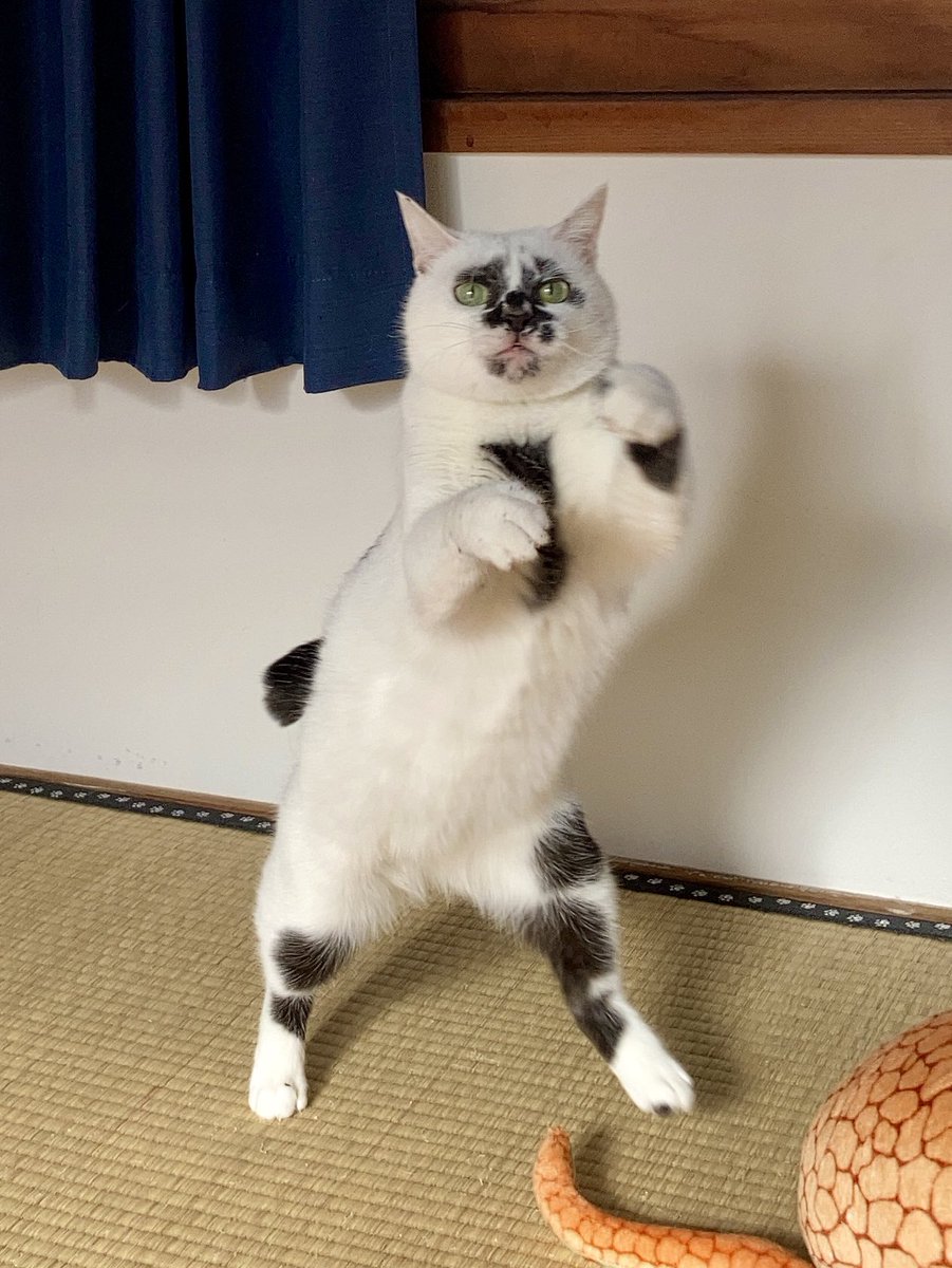 熱海 Muddy Cat tweet media