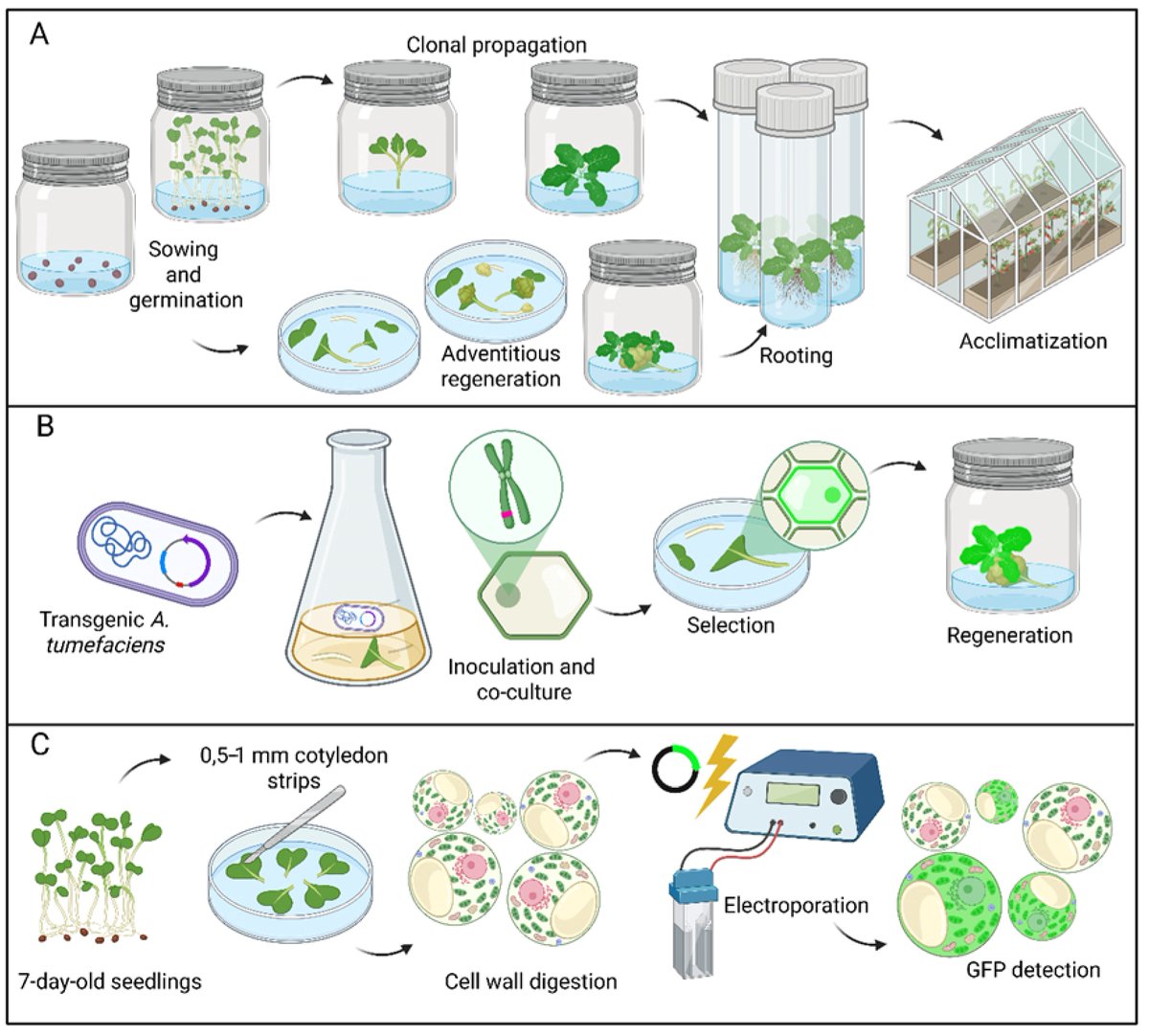Plants_MDPI's tweet image. 🥦 Broccoli has been hard to transform in the lab — until now.

New optimised stable &amp;amp; transient transformation protocols open the door to CRISPR-based broccoli improvement.

🔗 Read more: brnw.ch/21x1fTc

#PlantBiotechnology #CRISPR #GeneticTransformation