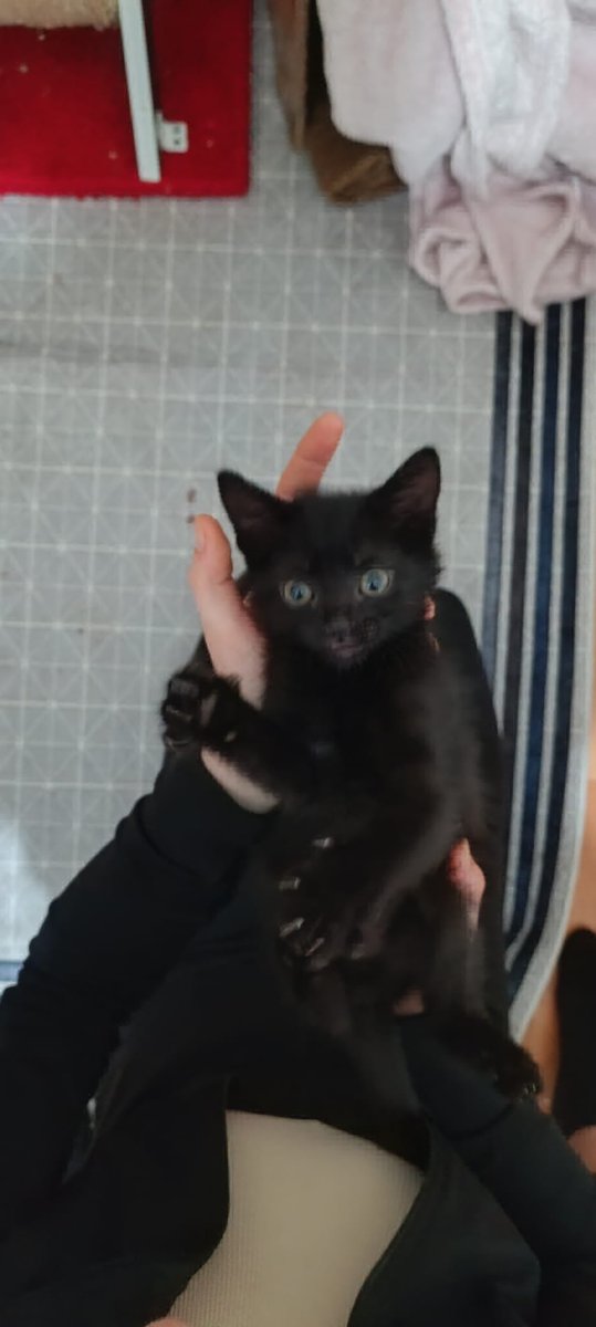 Patigo — Türkiye’nin pet-tech ekosistemi tweet media