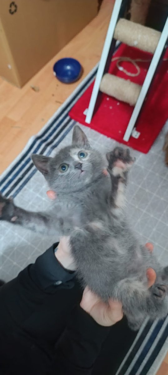 Patigo — Türkiye’nin pet-tech ekosistemi tweet media