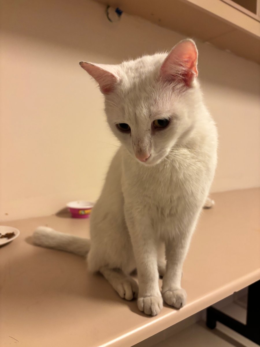 Patigo — Türkiye’nin pet-tech ekosistemi tweet media