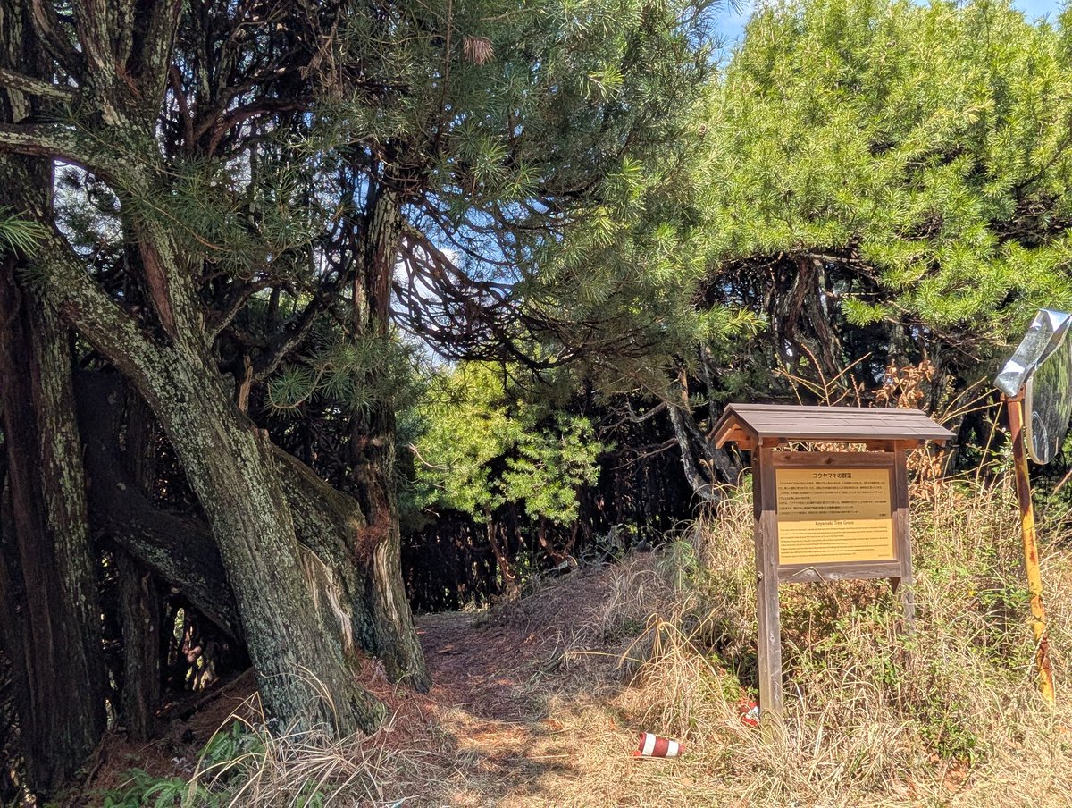 扶余と飛鳥 tweet media