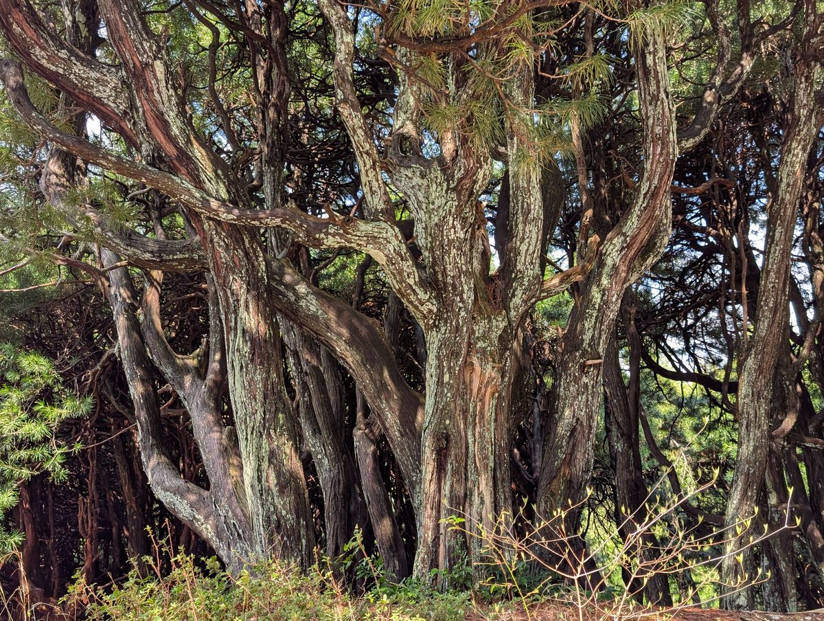 扶余と飛鳥 tweet media