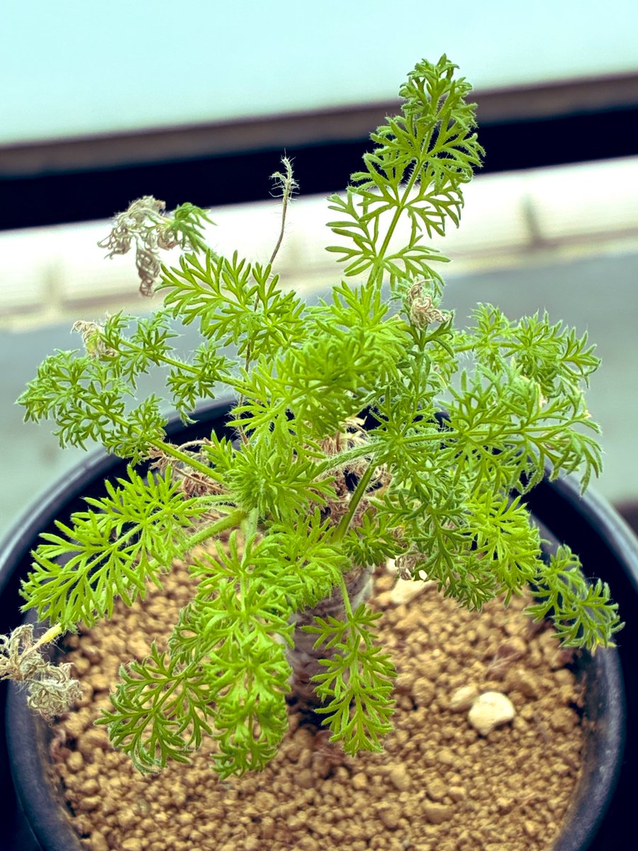 奥洋介🌵となりのカインズさん🌵3代目編集長 tweet media