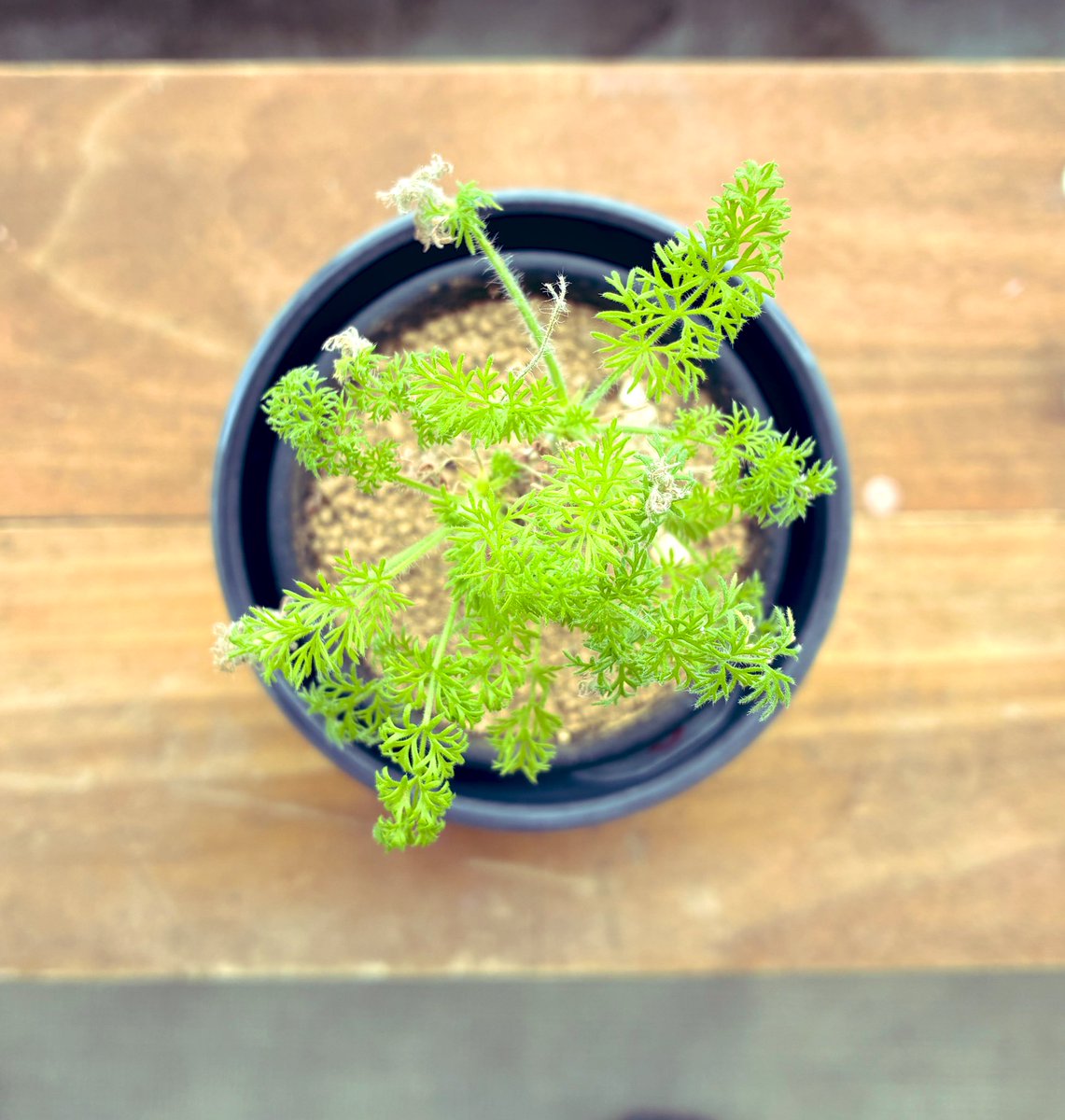 奥洋介🌵となりのカインズさん🌵3代目編集長 tweet media