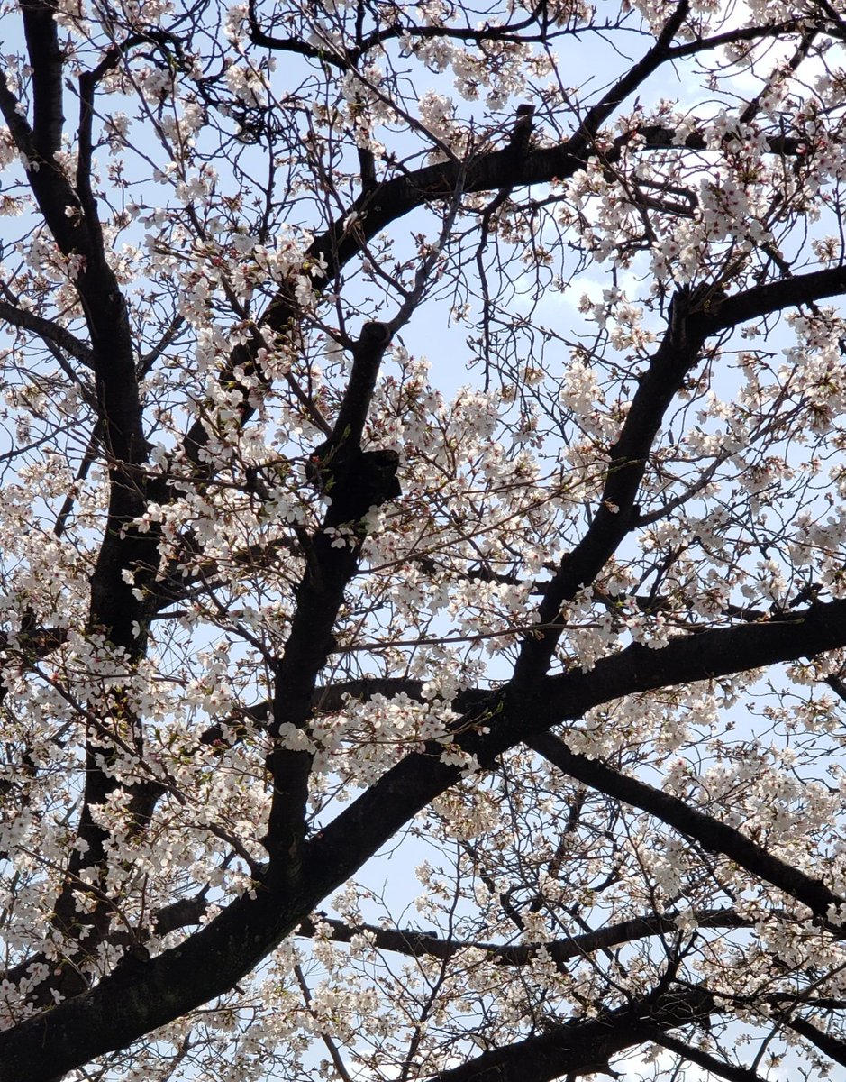 これは桜
センスなどない撮り方