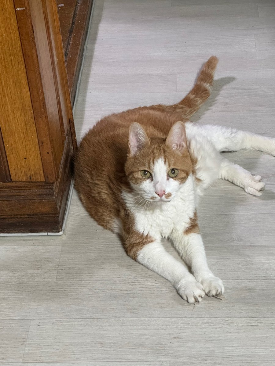 고로케 tweet media