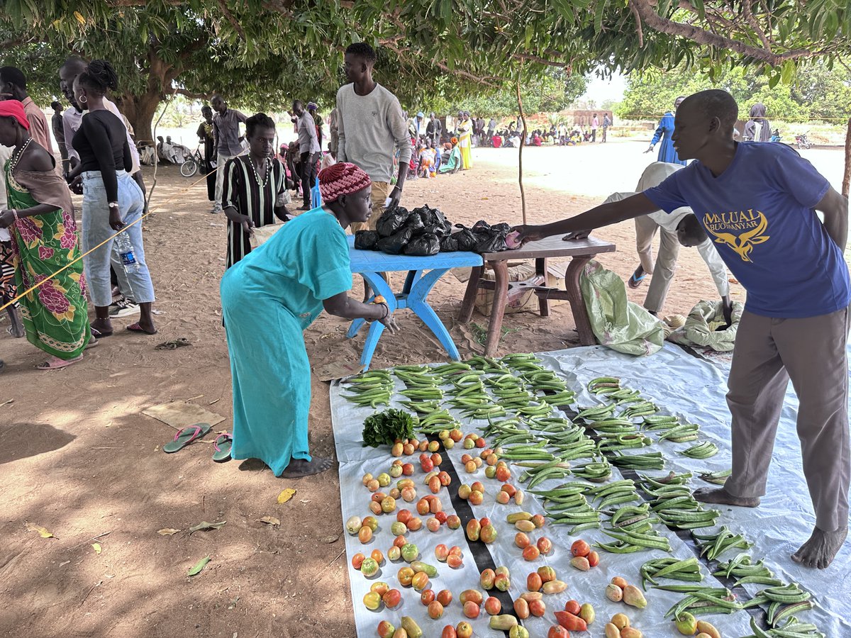 FAOSouthSudan's tweet photo. With the @mafs_ss, FAO is supporting project participants with #NutritiousFood through #VoucherDistributions 🥬🍅

The assistance reaches vulnerable households, especially older people, pregnant &amp;  lactating women, &amp; children, helping close nutrient gaps &amp;  improve #Health. https://t.co/hsQkyYN20P