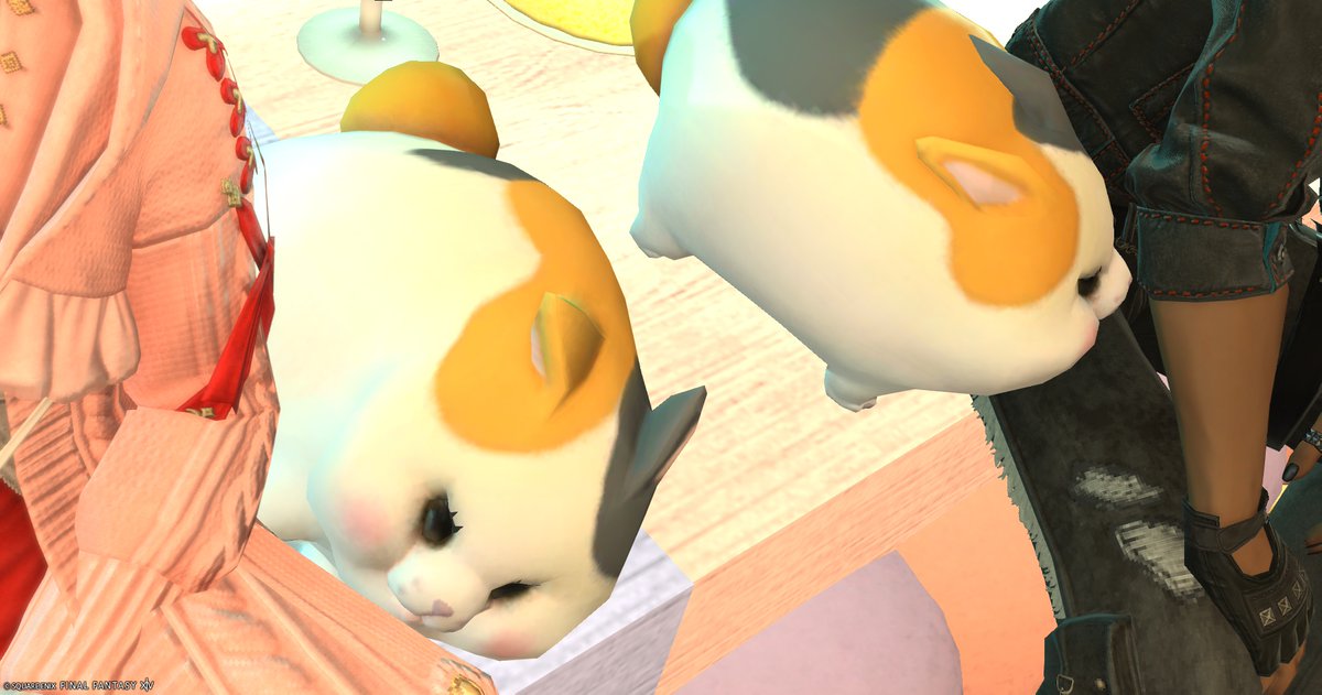 エリオット@ファットキャットのテンパード tweet media