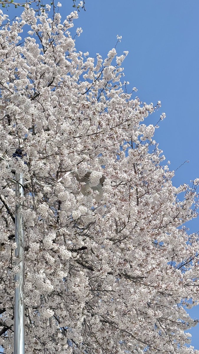 쿨 ..ᶻ ᶻ ᶻ tweet media