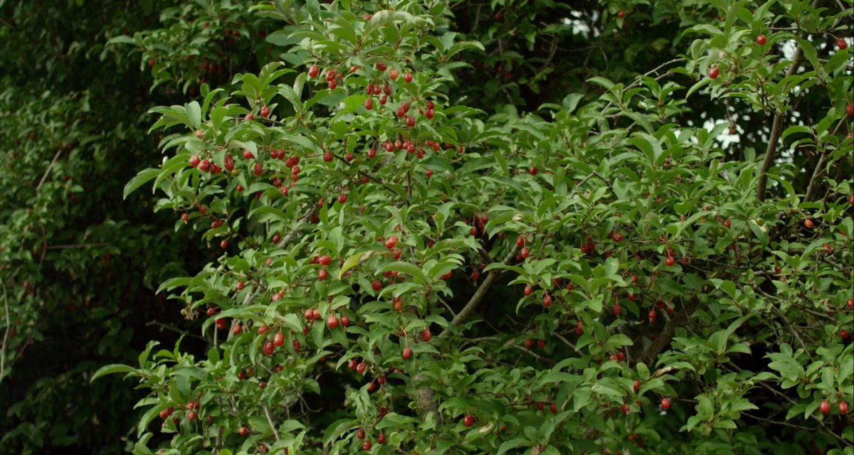 ᴀᴍᴀɴɪ. tweet media