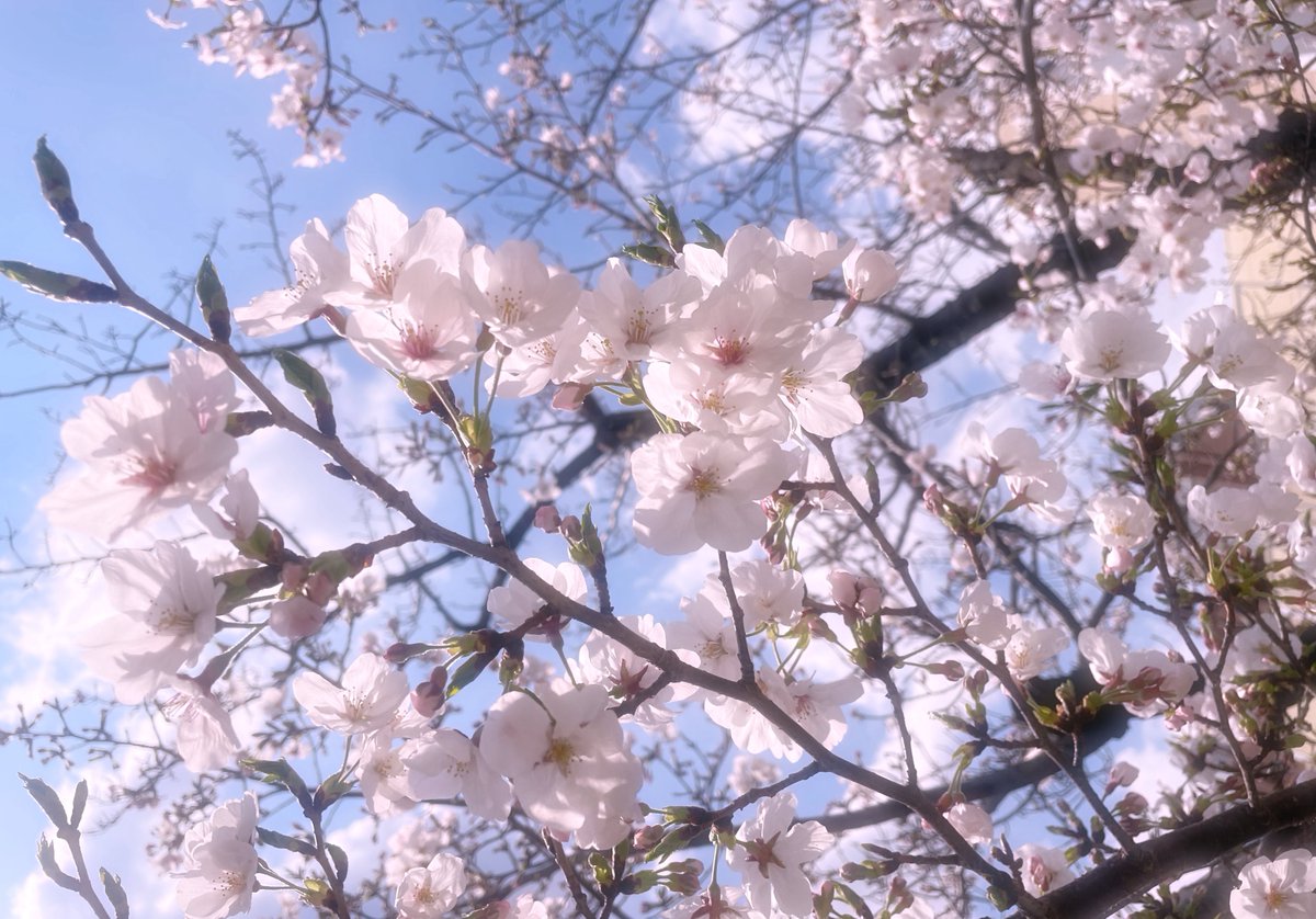 こいちゃ(ん) tweet media