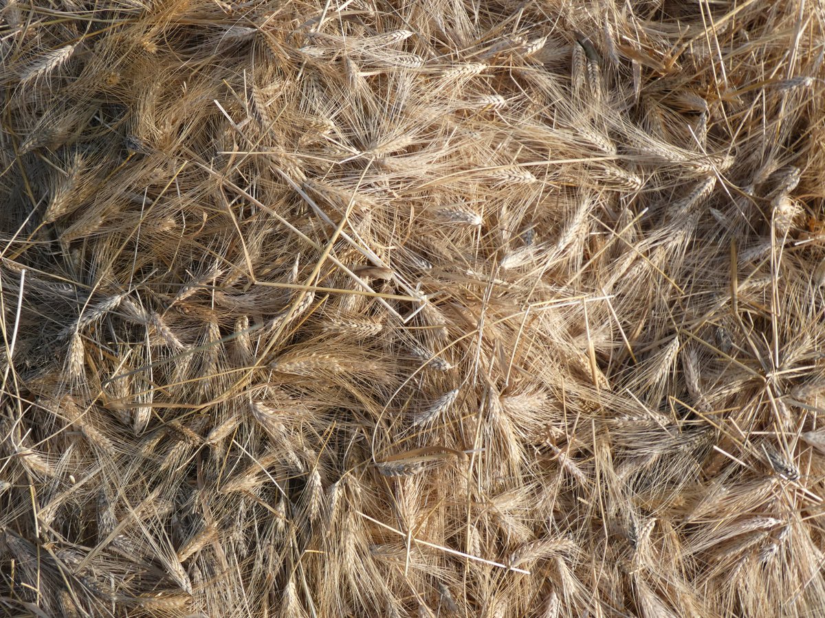 ToBecomeMyself's tweet photo. يوم في المزرعة بعد الأمطار🌾 https://t.co/dSGJS5evdo