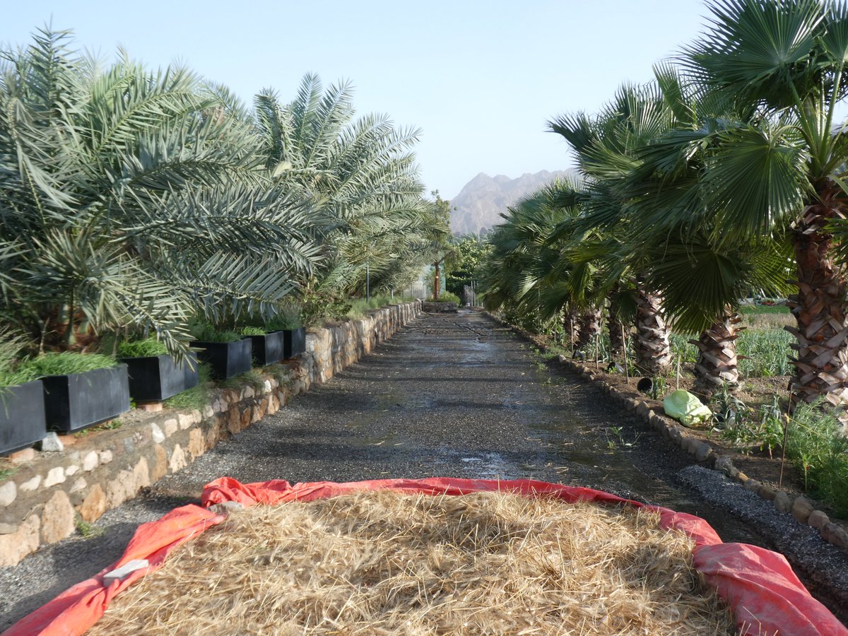 ToBecomeMyself's tweet photo. يوم في المزرعة بعد الأمطار🌾 https://t.co/dSGJS5evdo