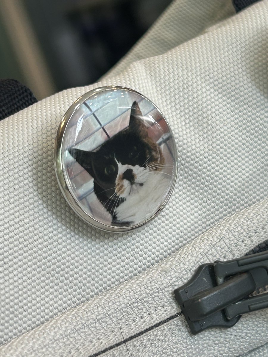 보광동 고양이들 tweet media