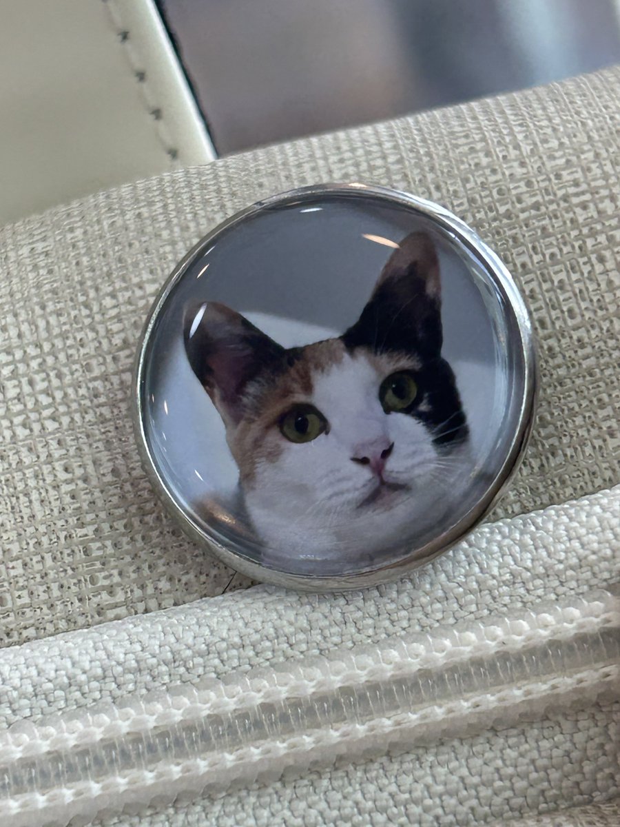 보광동 고양이들 tweet media