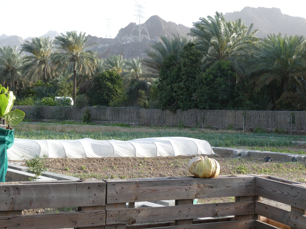 ToBecomeMyself's tweet photo. يوم في المزرعة بعد الأمطار🌾 https://t.co/dSGJS5evdo