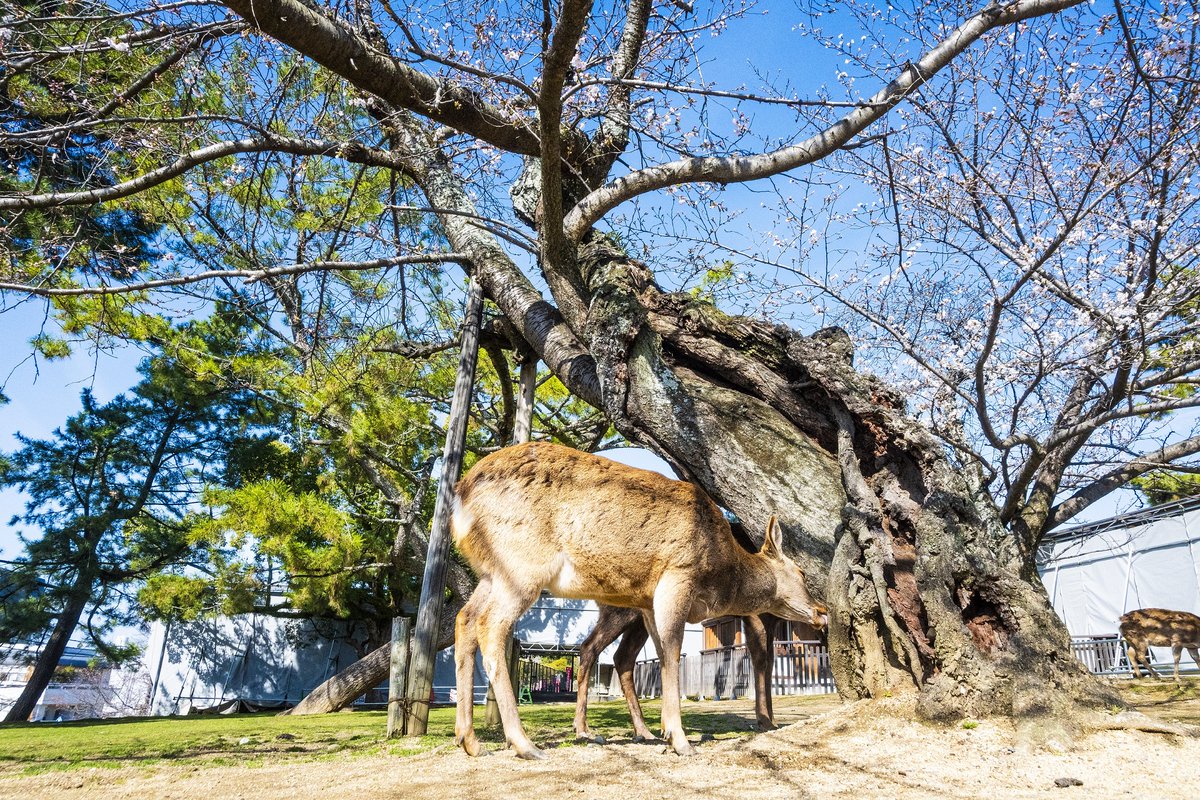 興福寺さん”南大門跡・般若の芝”の傍にある、
”老いた木”を”若い木”が、まるで背負ってあげているような、そんな桜。
かってに「孝行桜」と呼んでる、好きな桜のひとつ。