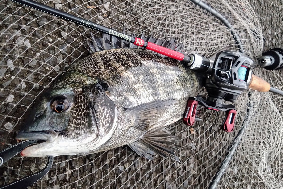 ペシュール tweet media