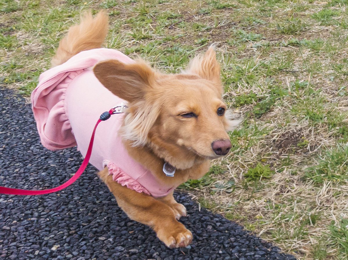 sherryspapa's tweet image. 4月2日　🚶10:10start　☁🌧️8℃
散歩始めたら少しずつ降ってきて
慌てて駐車場までダッシュ💨

少し車の中で待ってましたが
そのまま今日のお散歩は終了♪

#ミニチュアダックス 
#mdachsマリーの日常
#pixel5 #スマホ撮影