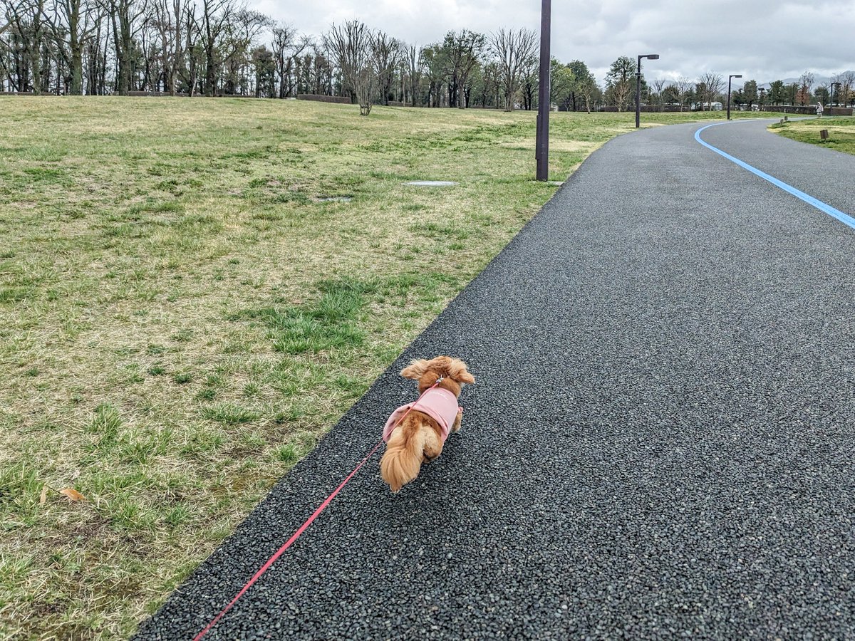 sherryspapa's tweet image. 4月2日　🚶10:10start　☁🌧️8℃
散歩始めたら少しずつ降ってきて
慌てて駐車場までダッシュ💨

少し車の中で待ってましたが
そのまま今日のお散歩は終了♪

#ミニチュアダックス 
#mdachsマリーの日常
#pixel5 #スマホ撮影