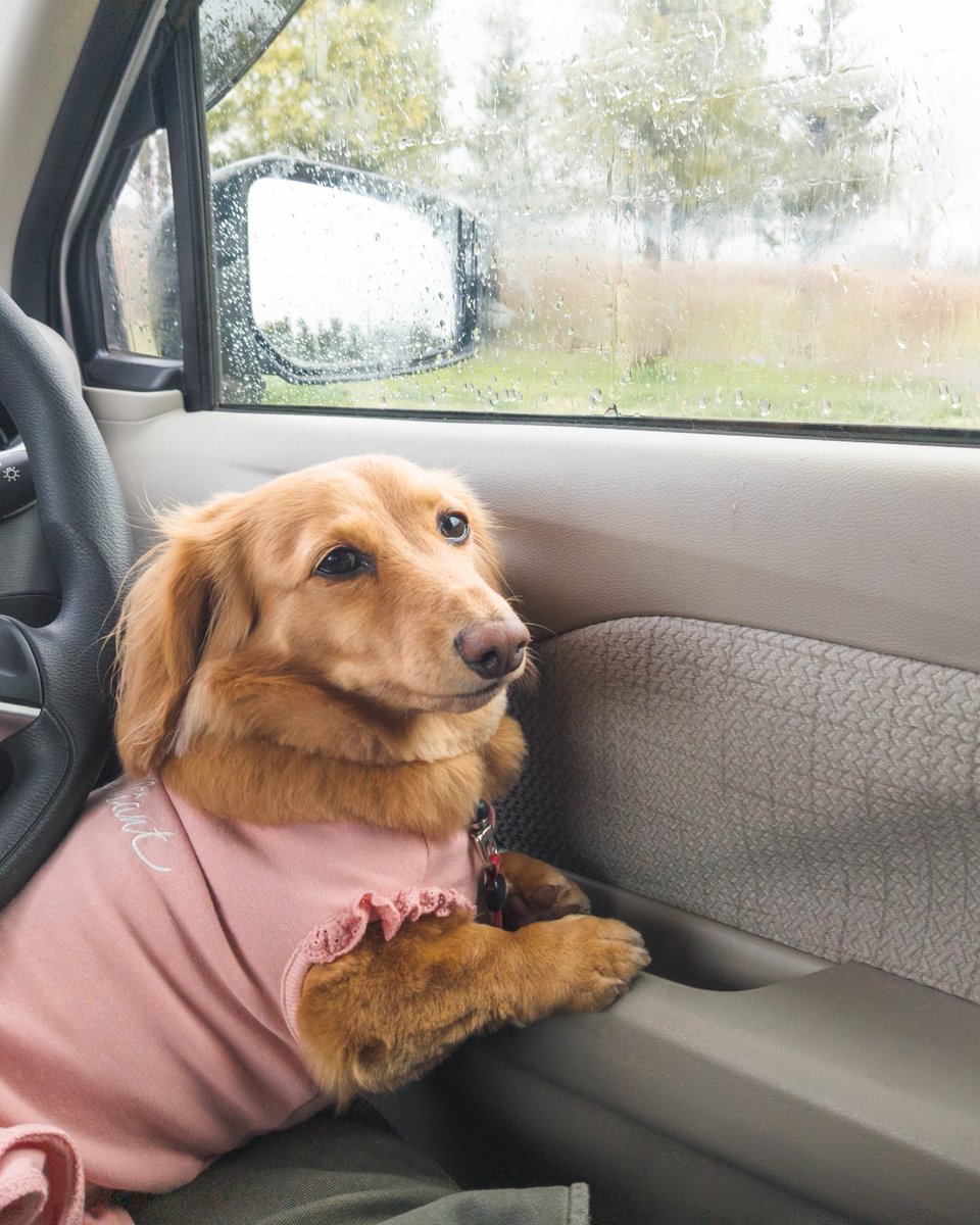 sherryspapa's tweet image. 4月2日　🚶10:10start　☁🌧️8℃
散歩始めたら少しずつ降ってきて
慌てて駐車場までダッシュ💨

少し車の中で待ってましたが
そのまま今日のお散歩は終了♪

#ミニチュアダックス 
#mdachsマリーの日常
#pixel5 #スマホ撮影